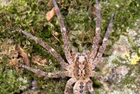 La Zoropse  pattes pineuses. Une femelle (Araneae - Zoropsidae - Zoropsis spinimana)